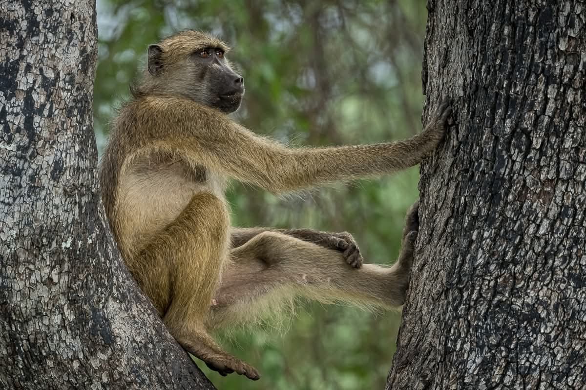 Baboon in the trees