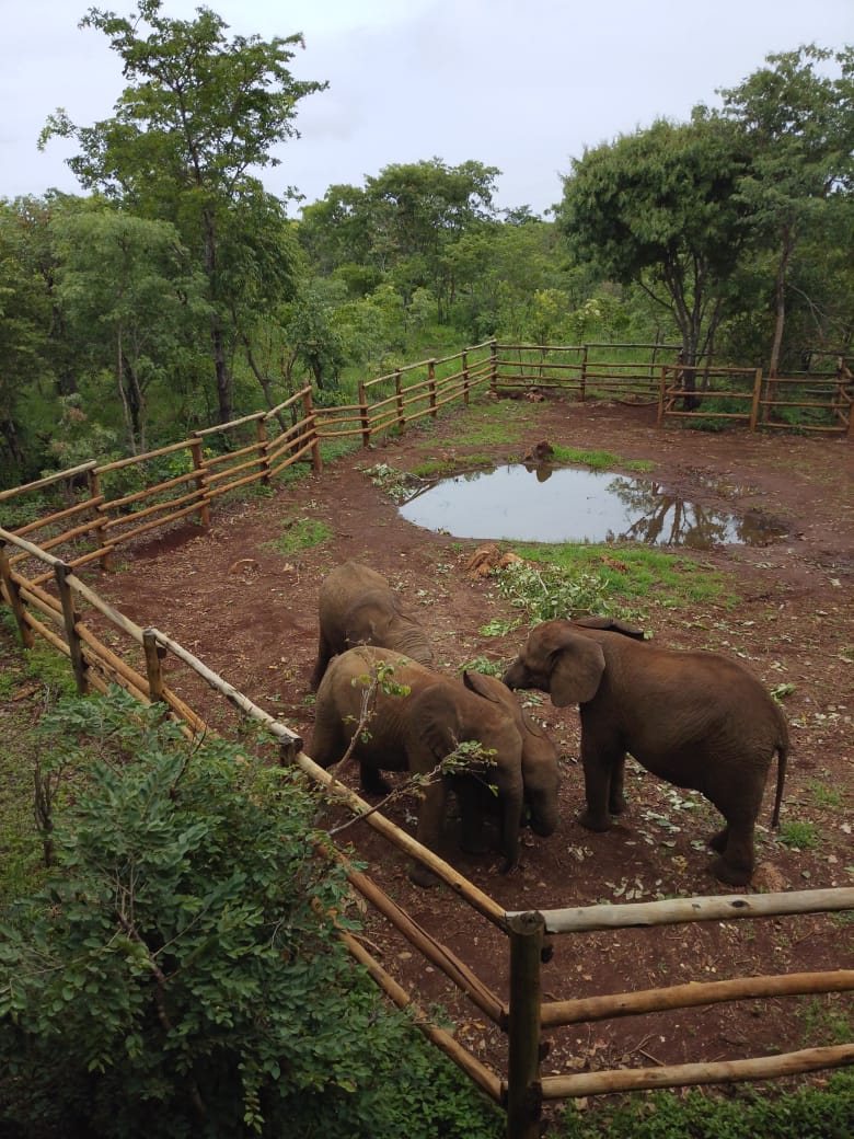 Elephants at a watering hole on a Lusaka game drive