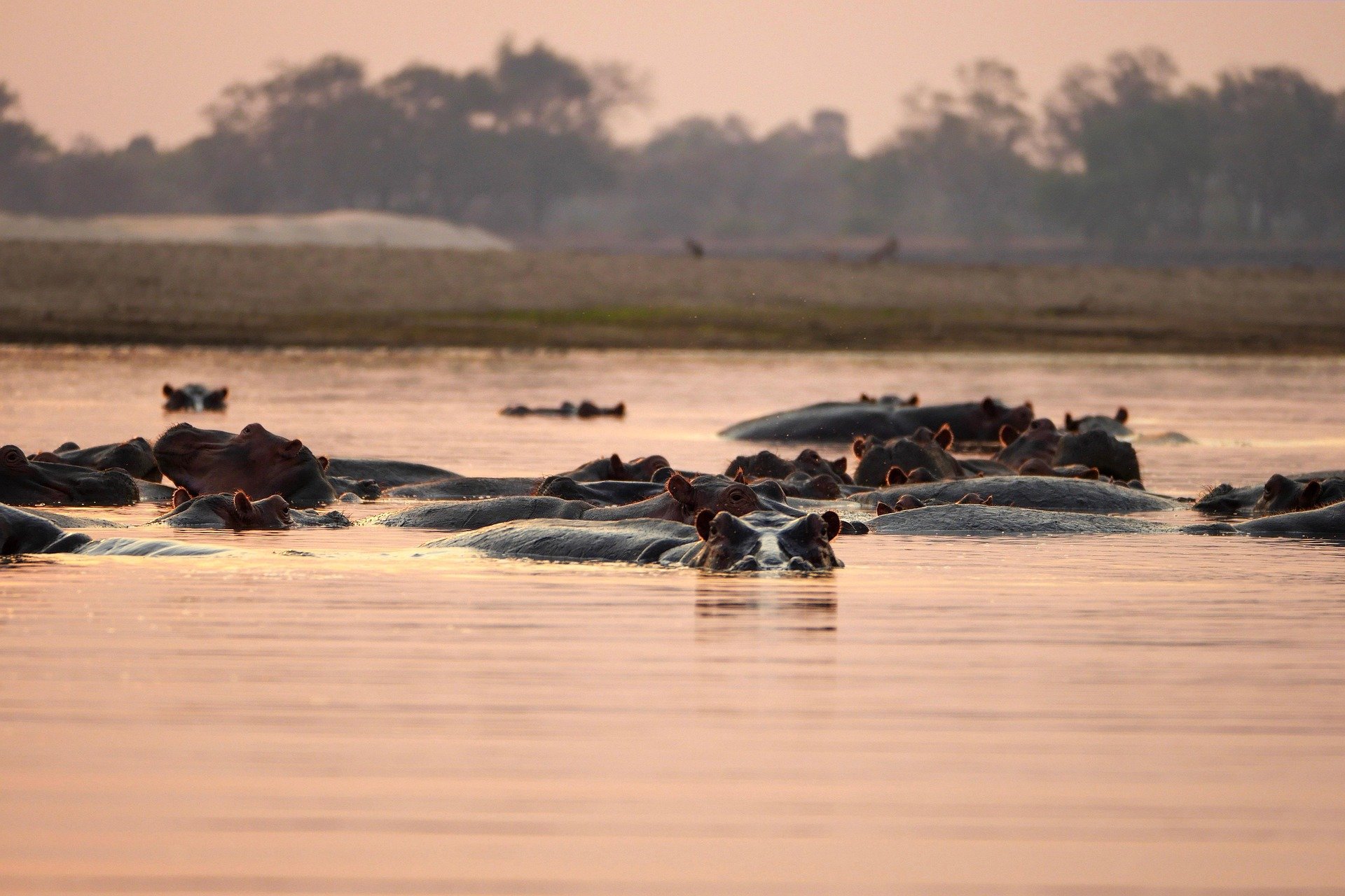 A pod of hippos wallowing in a river at sunset, Zambia