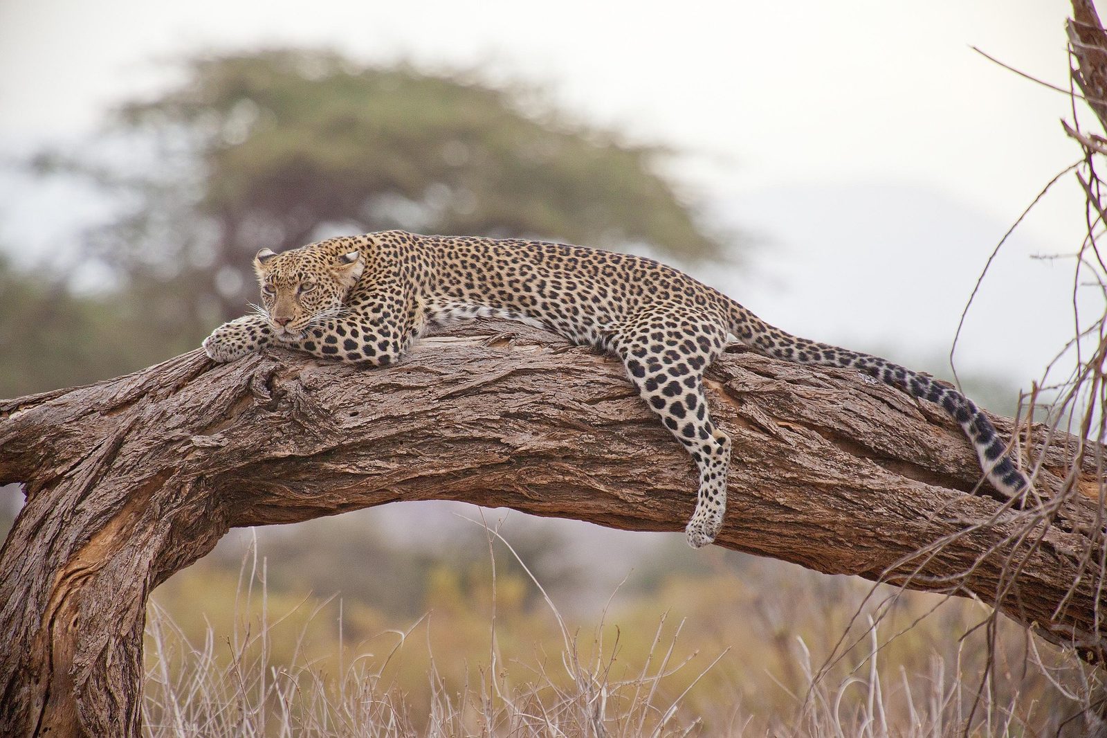 Leopard resting on a branch in South Luangwa