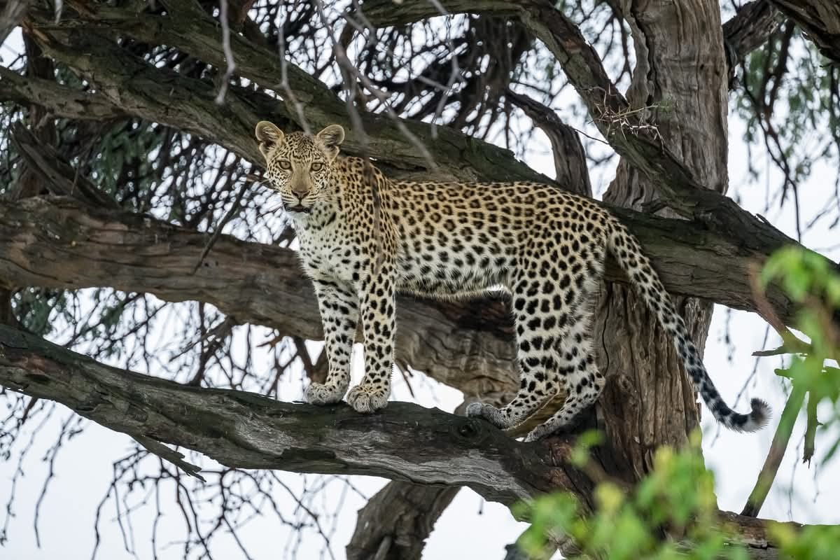 Leopard resting in a tree